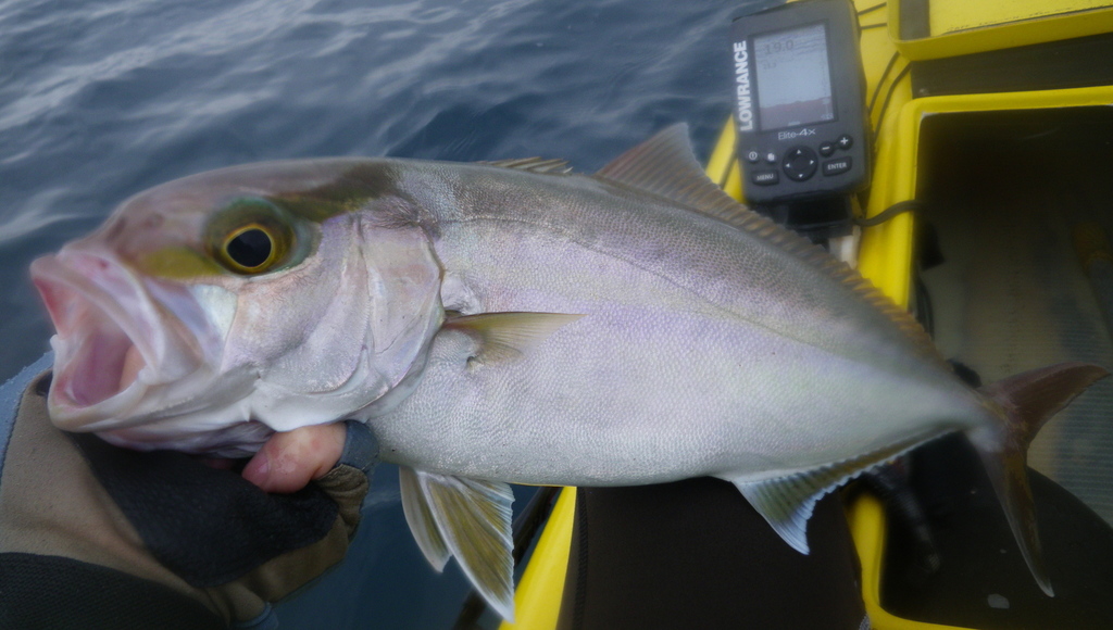 Greater Amberjack