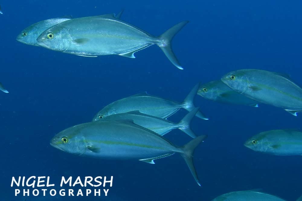 Greater Amberjack
