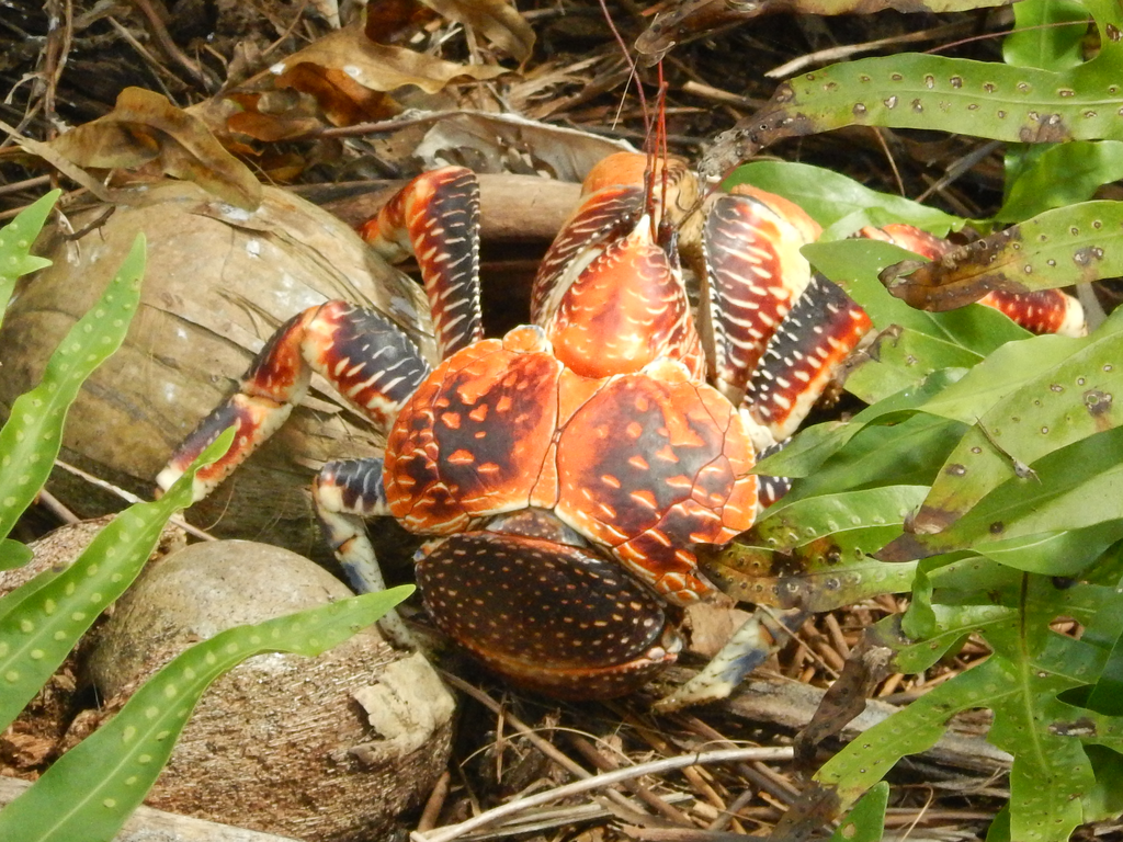 Coconut Crab