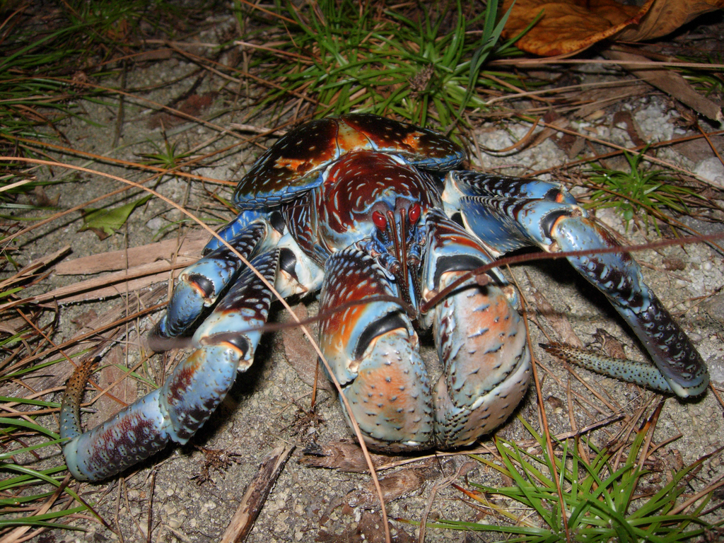 Coconut Crab