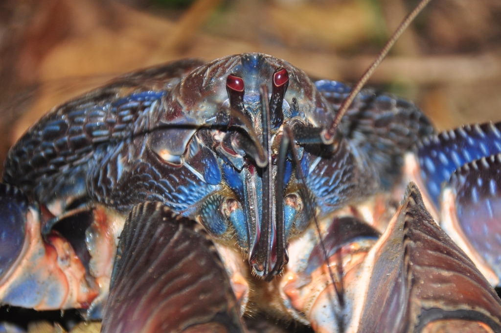 Coconut Crab