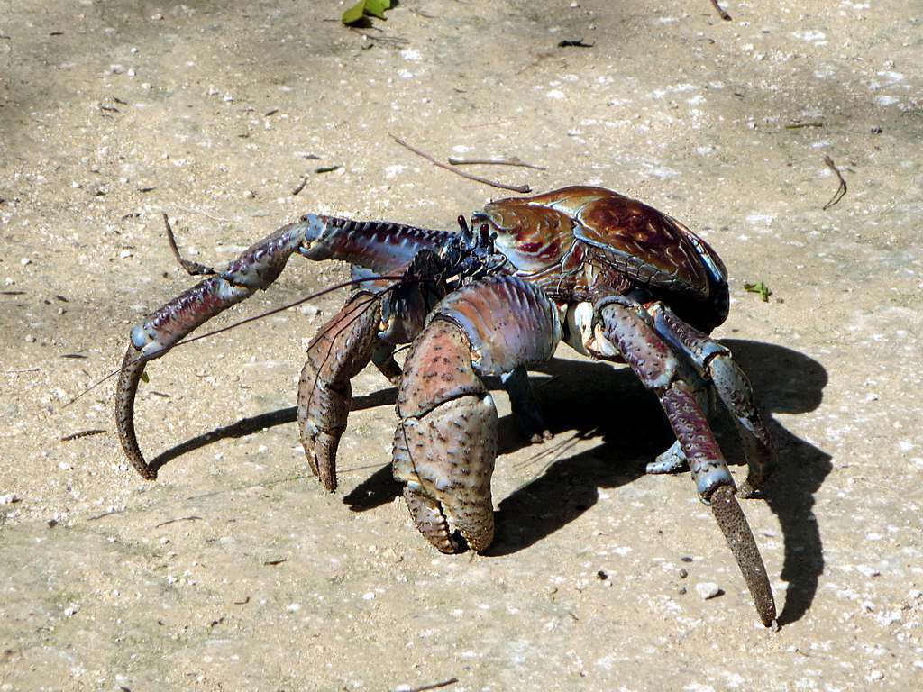 Coconut Crab