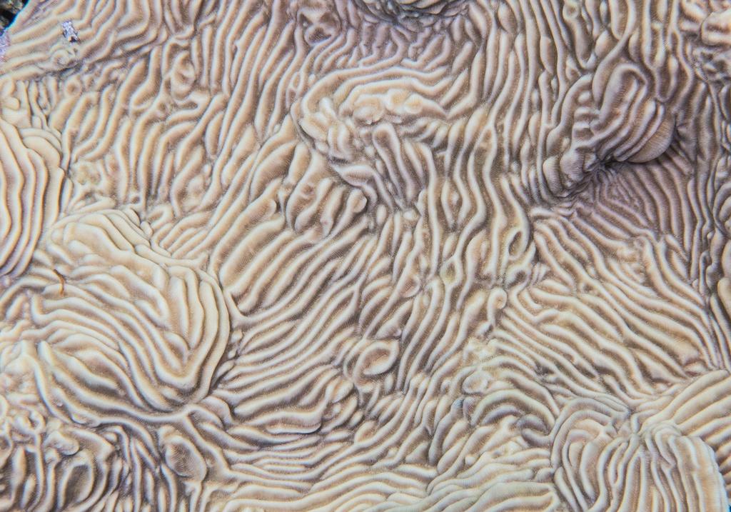 Serpent Coral