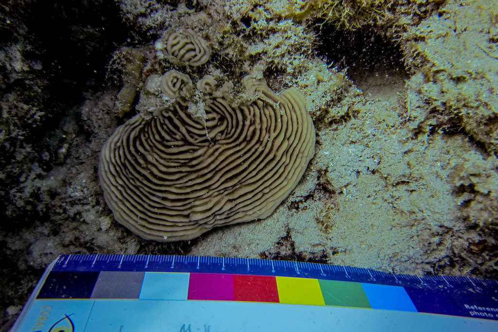 Serpent Coral