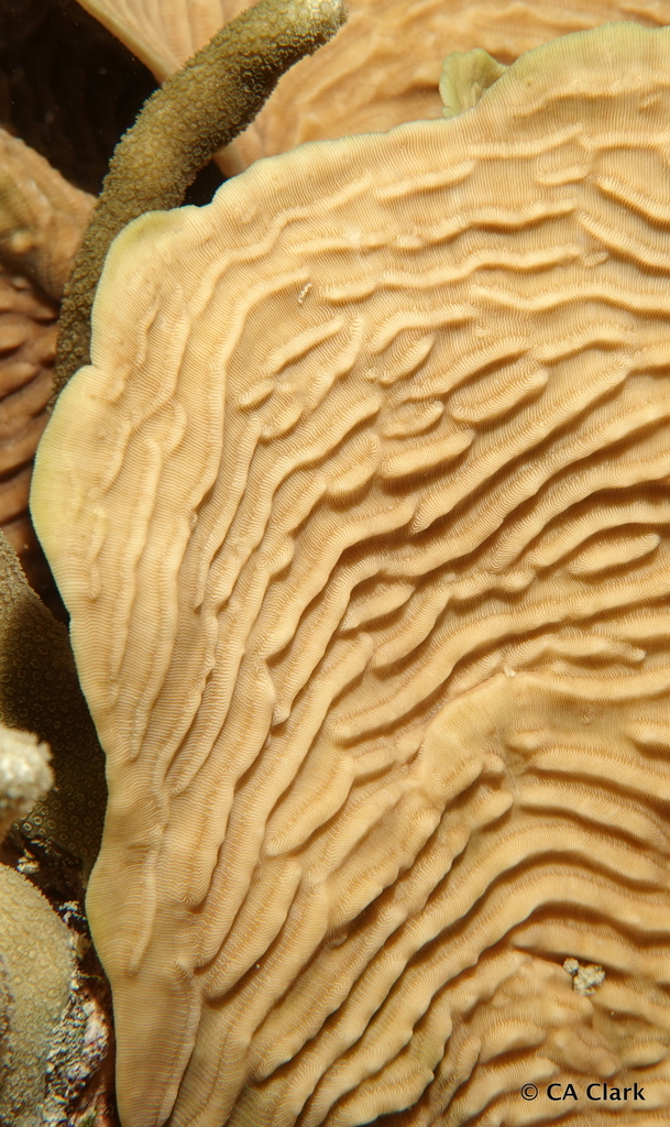 Serpent Coral