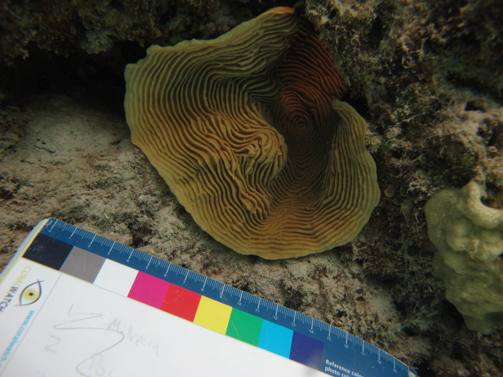 Serpent Coral