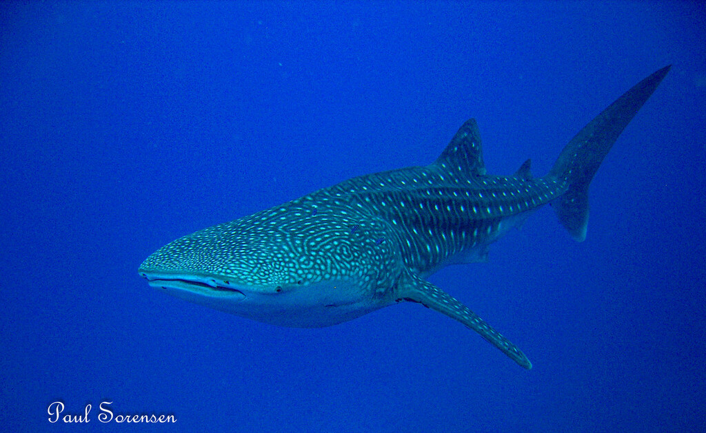 Whale Shark