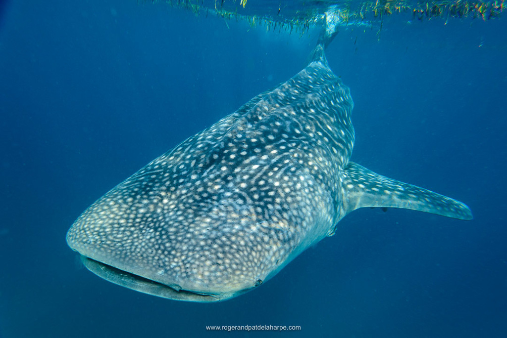 Whale Shark