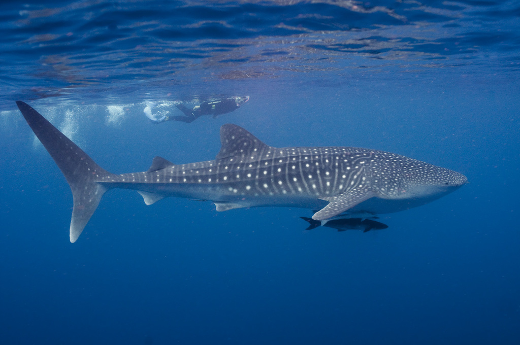 Whale Shark
