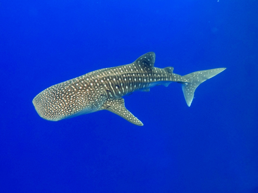 Whale Shark