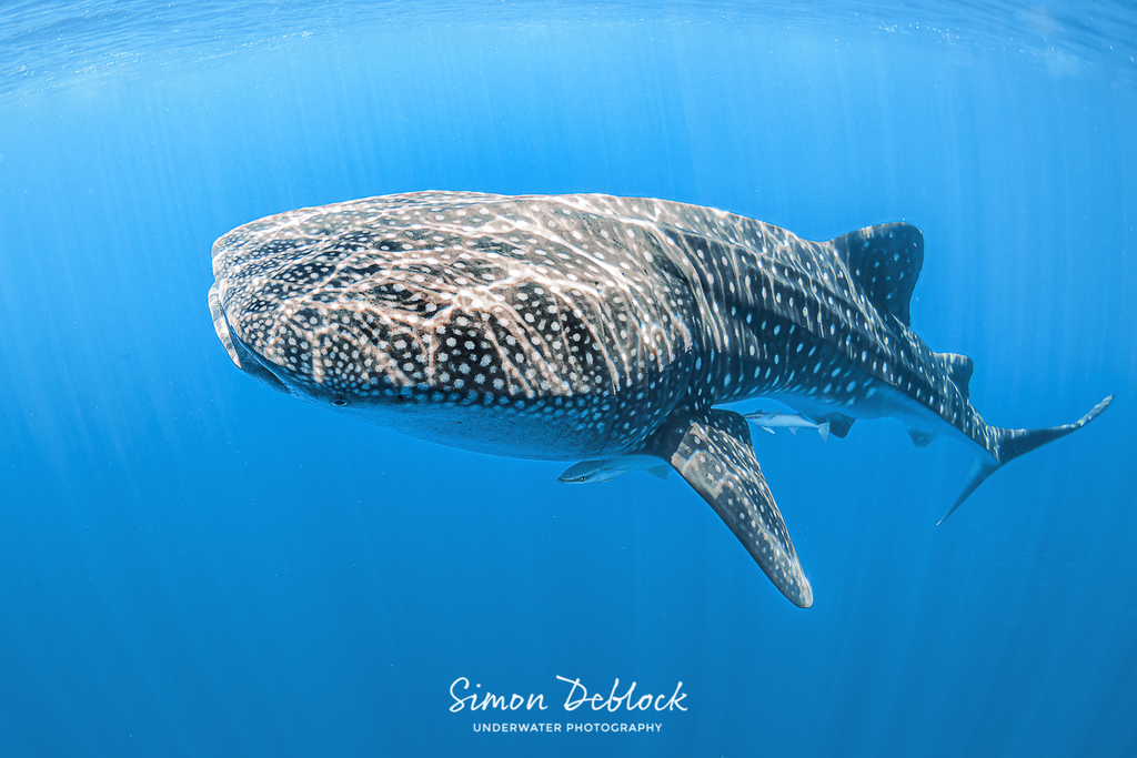 Whale Shark