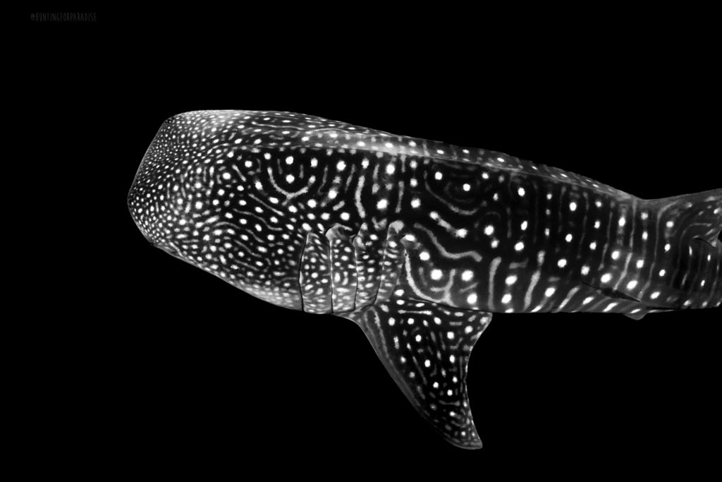 Whale Shark