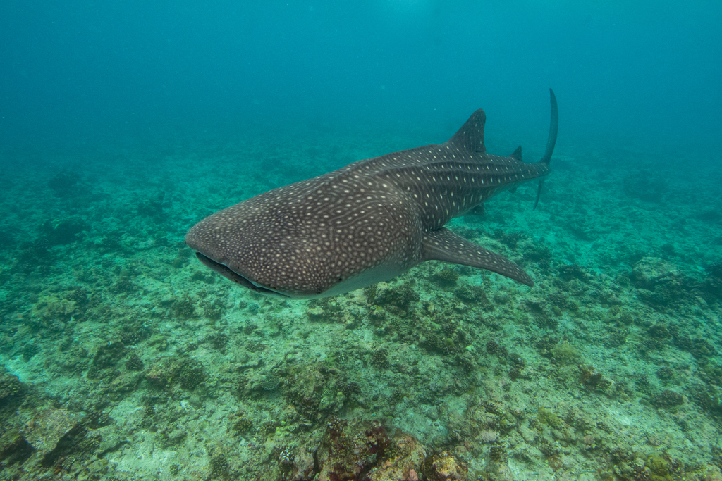 Whale Shark