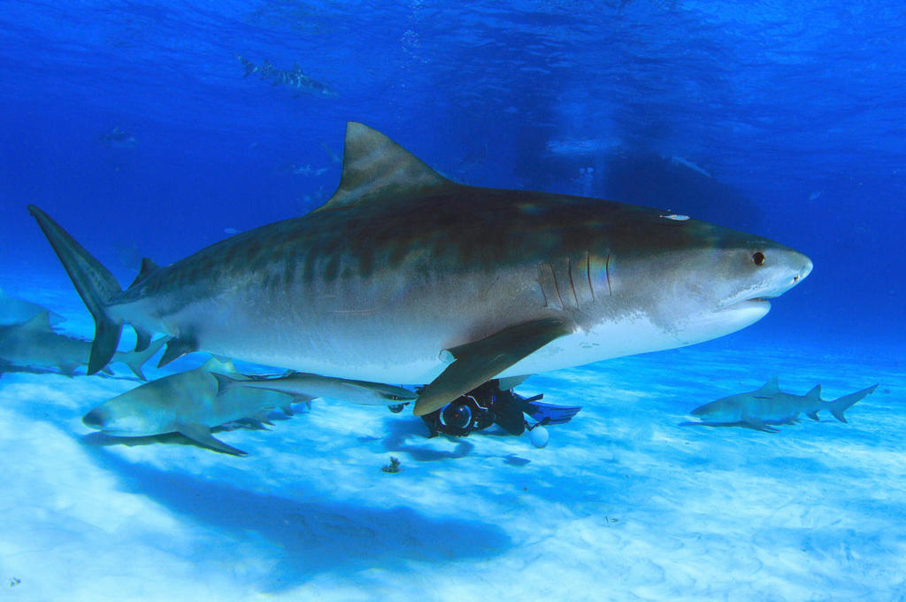 Tiger Shark
