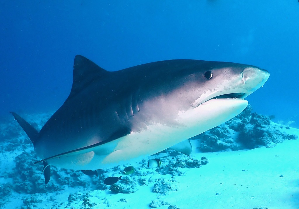 Tiger Shark