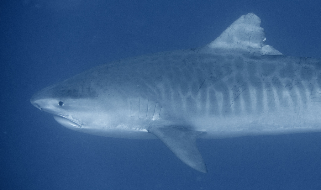 Tiger Shark