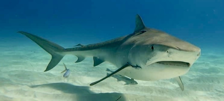 Tiger Shark