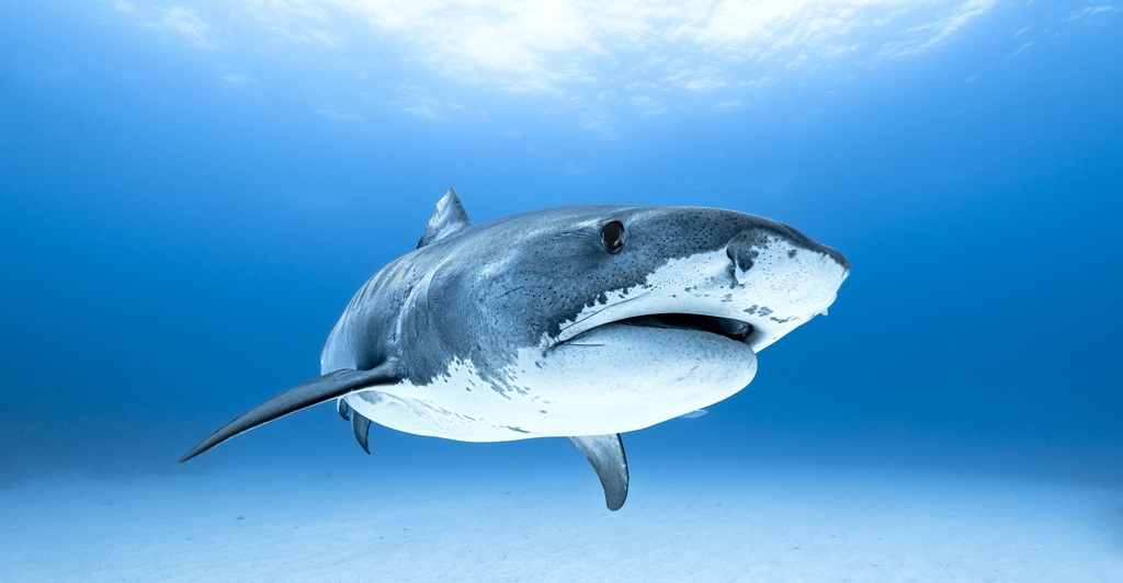 Tiger Shark