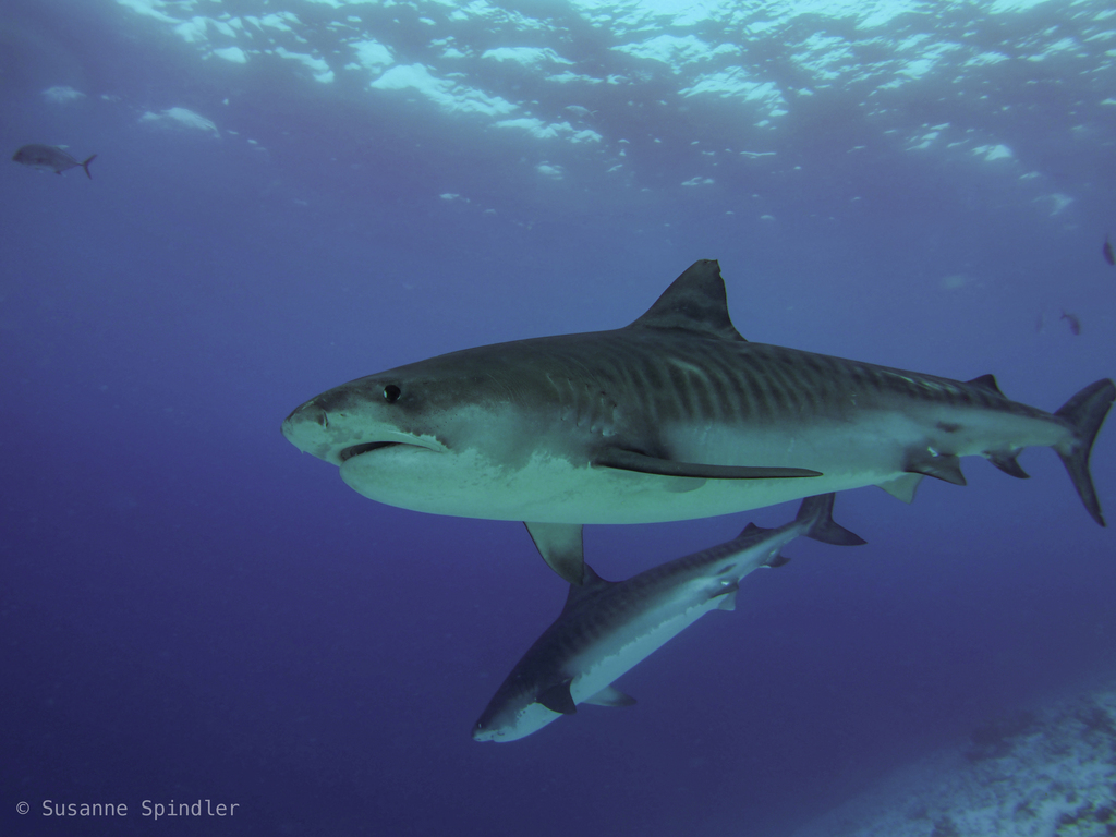 Tiger Shark