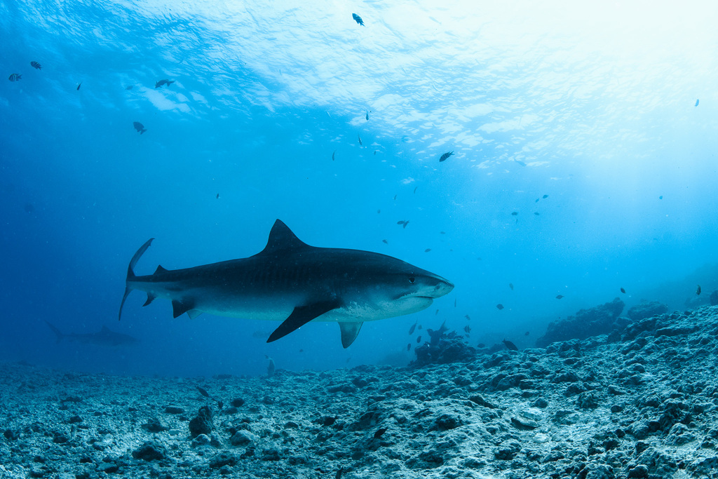 Tiger Shark