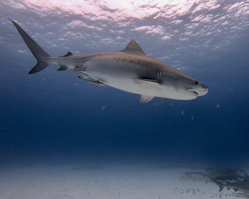 Tiger Shark