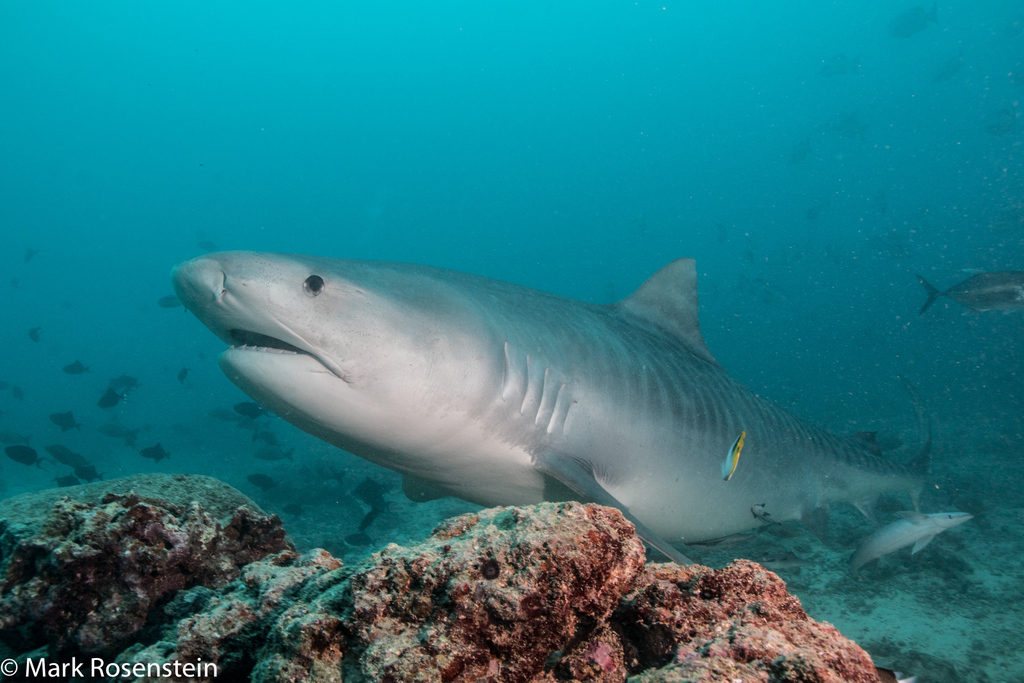 Tiger Shark