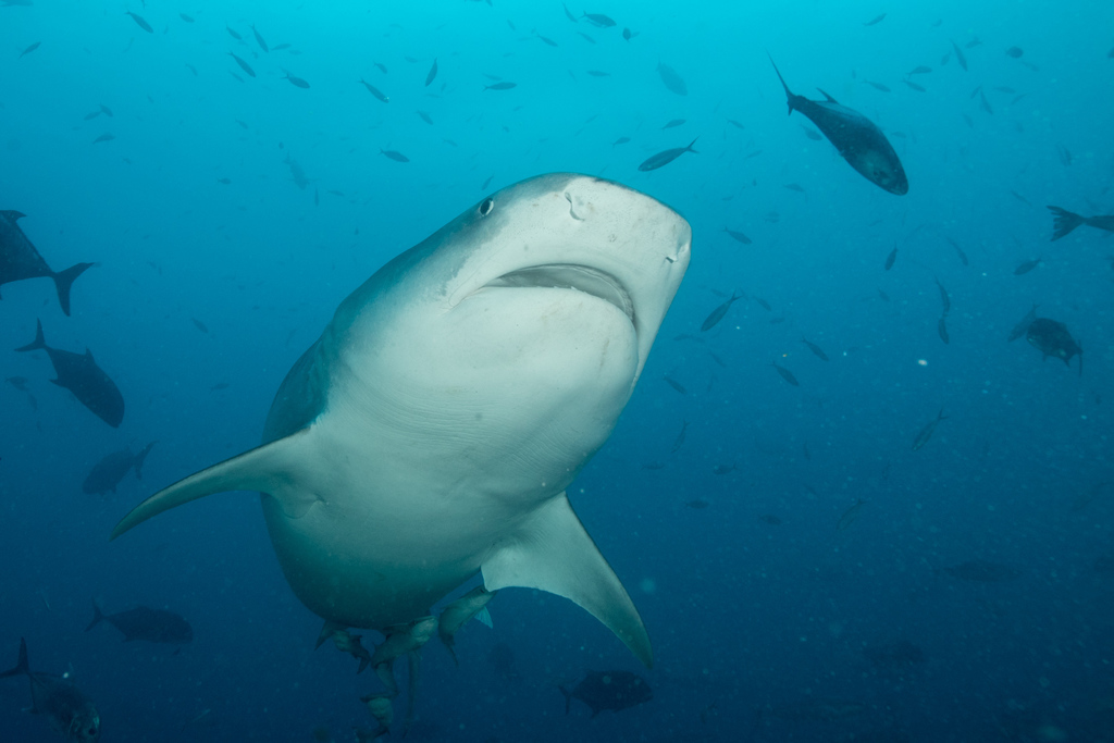 Tiger Shark