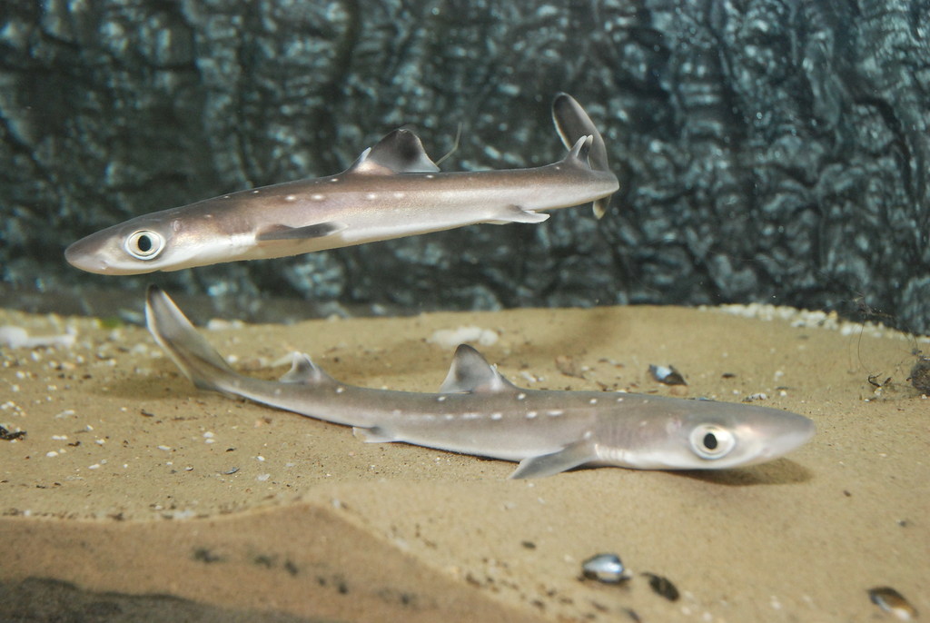 White-spotted Dogfish