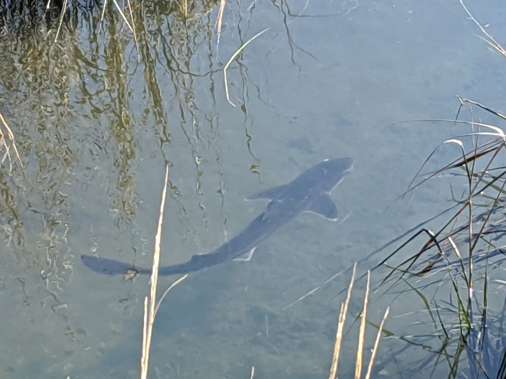White-spotted Dogfish