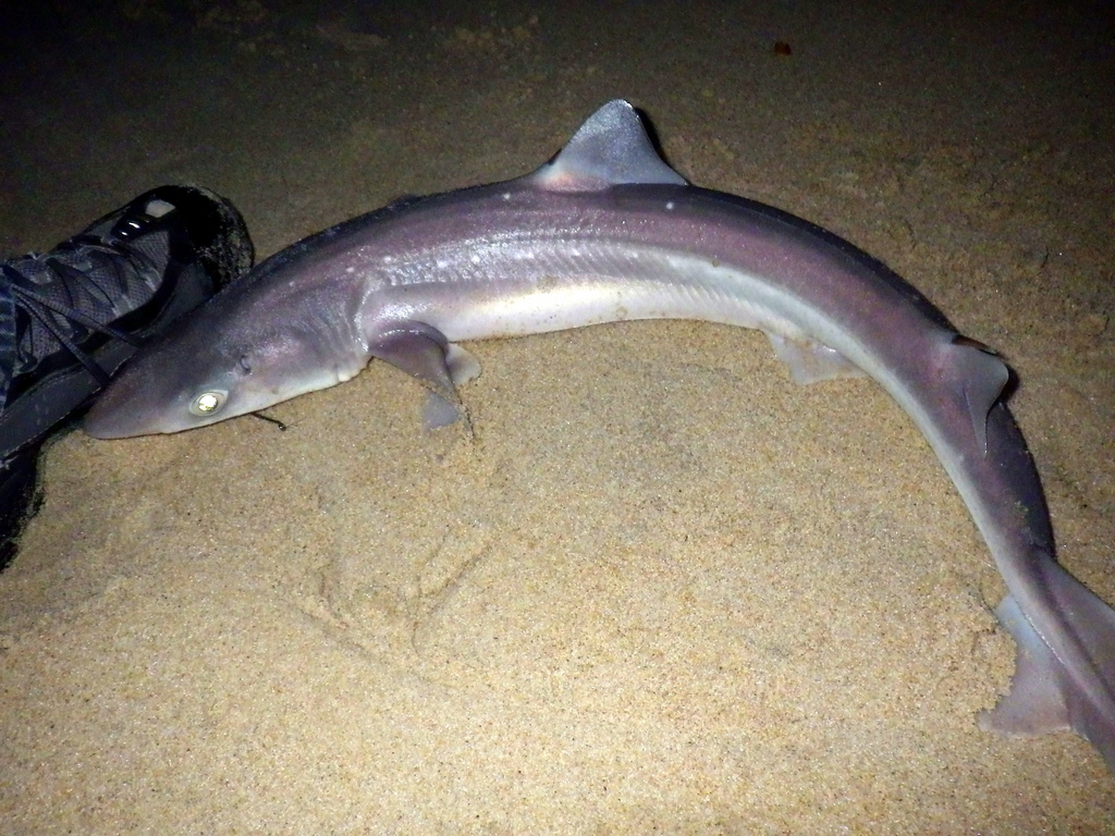 White-spotted Dogfish