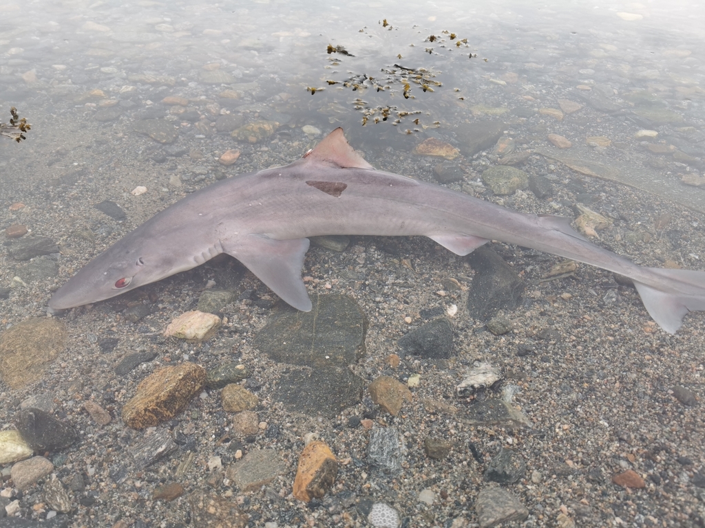 White-spotted Dogfish