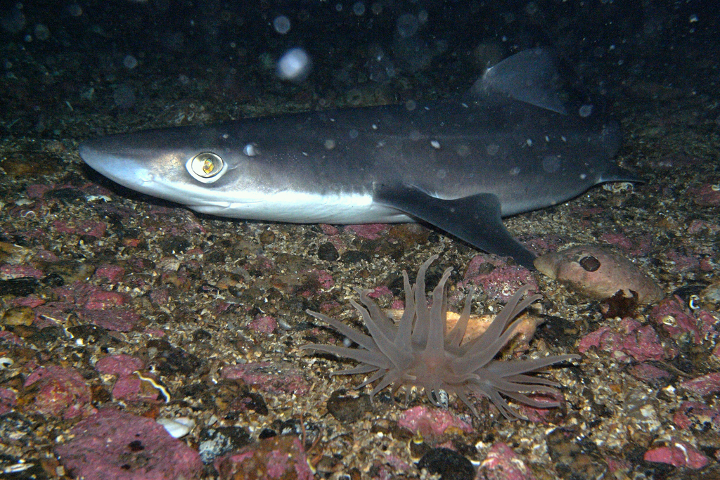 White-spotted Dogfish