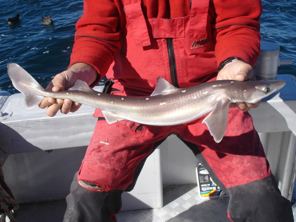 White-spotted Dogfish