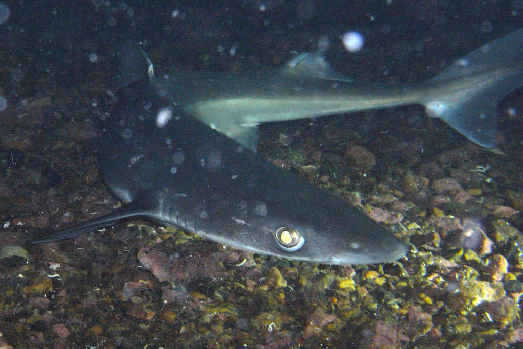 White-spotted Dogfish