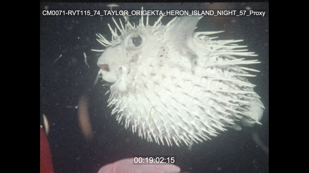 Spotted Porcupinefish