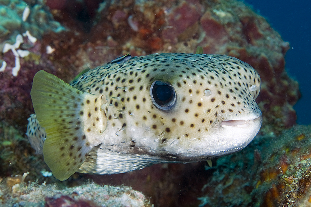 Spotted Porcupinefish