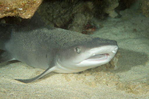 Whitetip Reef Shark
