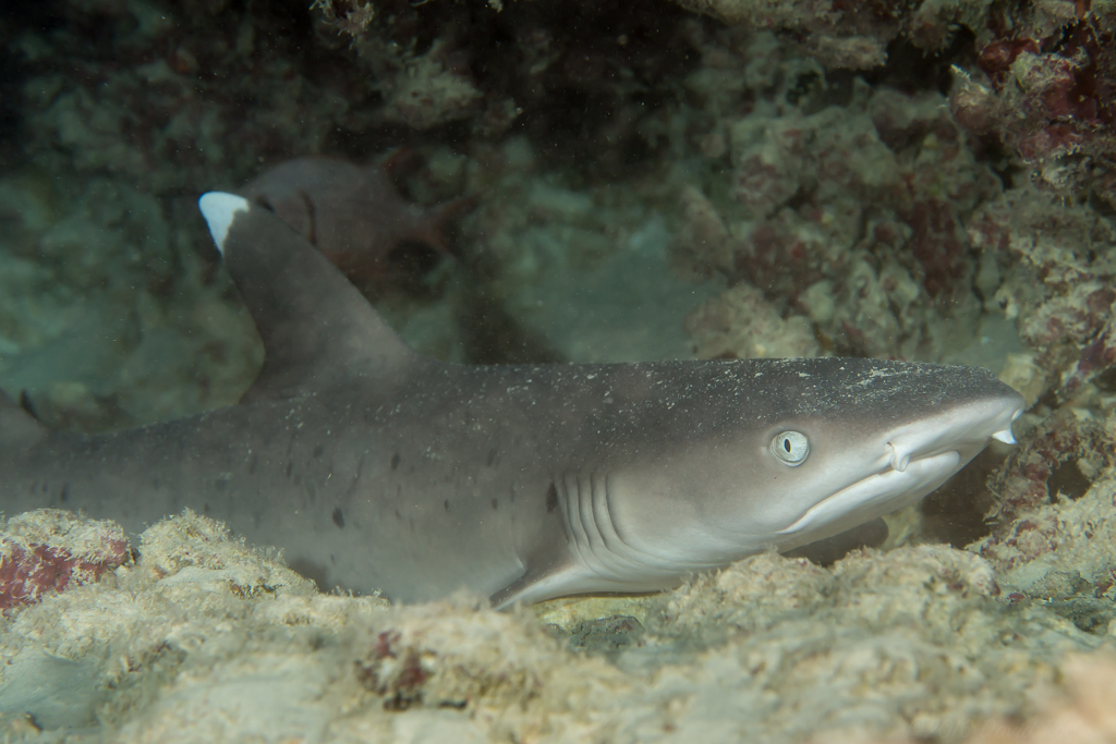 Whitetip Reef Shark