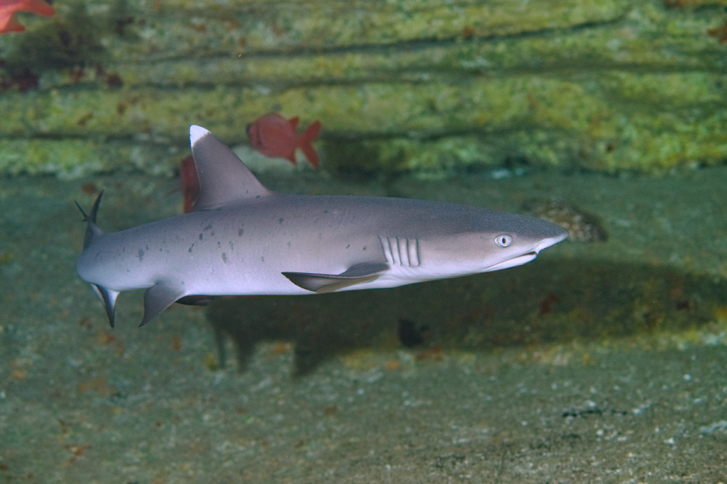 Whitetip Reef Shark