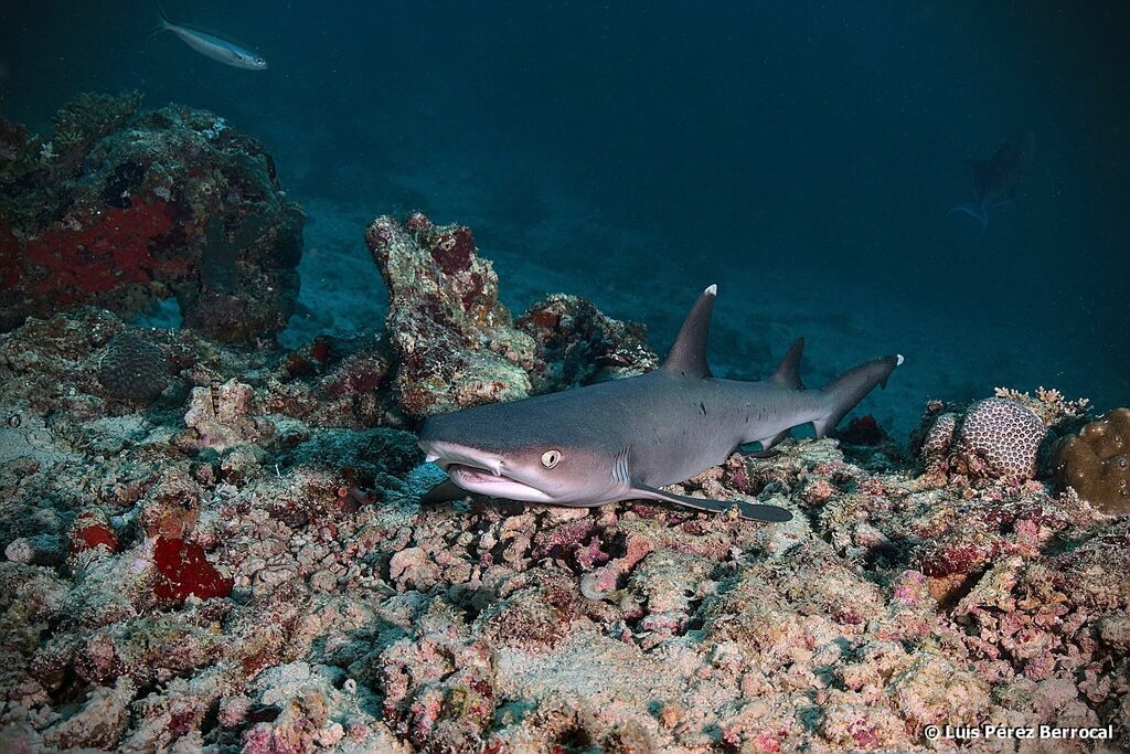 Whitetip Reef Shark