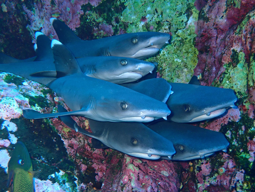Whitetip Reef Shark