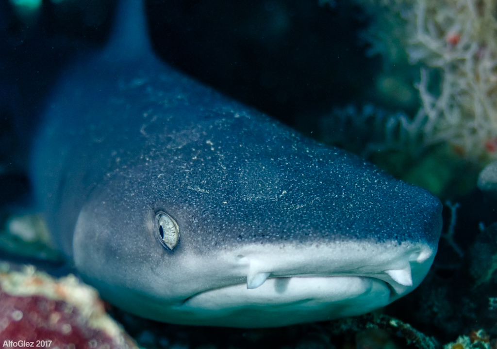 Whitetip Reef Shark