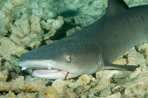Whitetip Reef Shark
