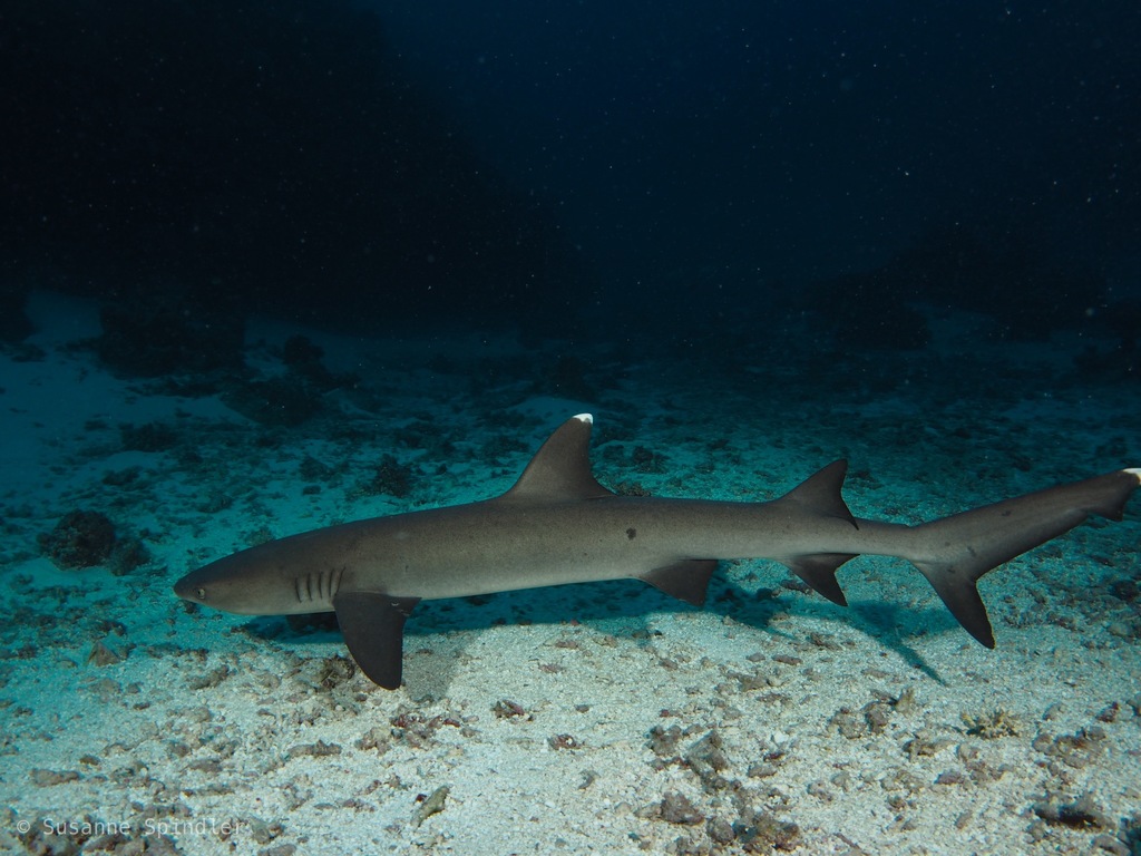 Whitetip Reef Shark