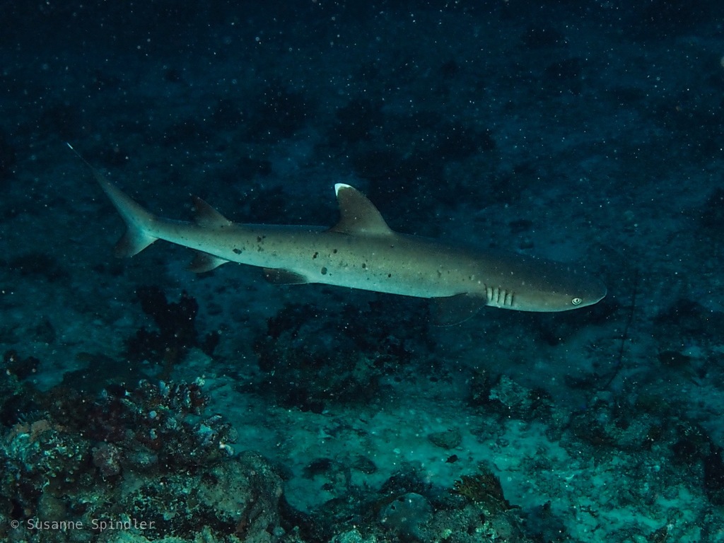 Whitetip Reef Shark