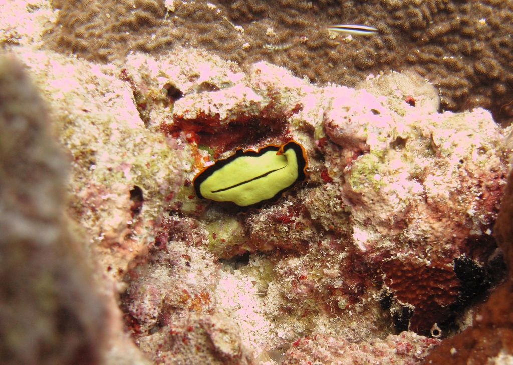 Divided Flatworm