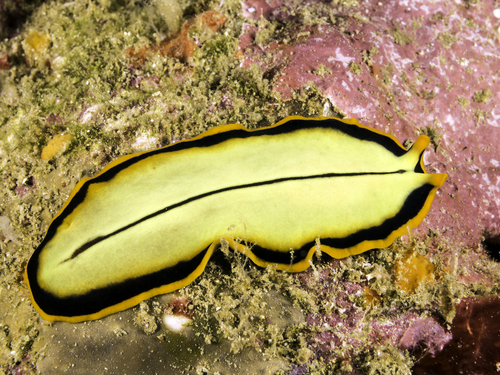 Divided Flatworm