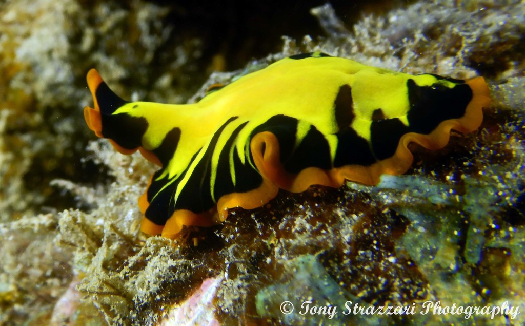 Divided Flatworm