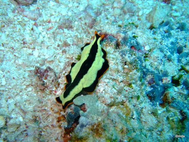 Divided Flatworm