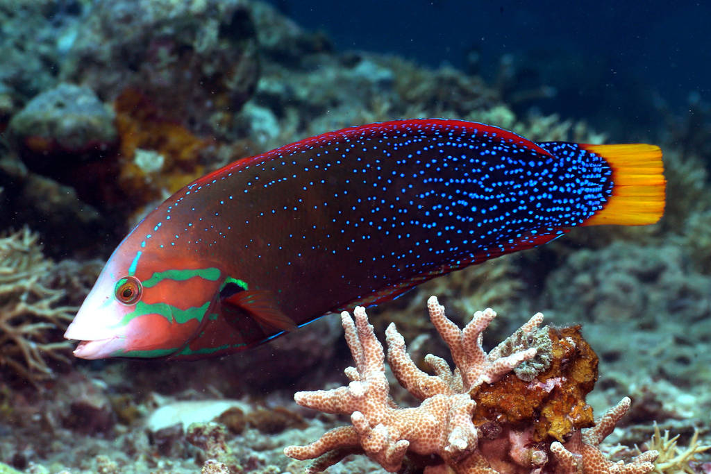 Yellowtail Coris